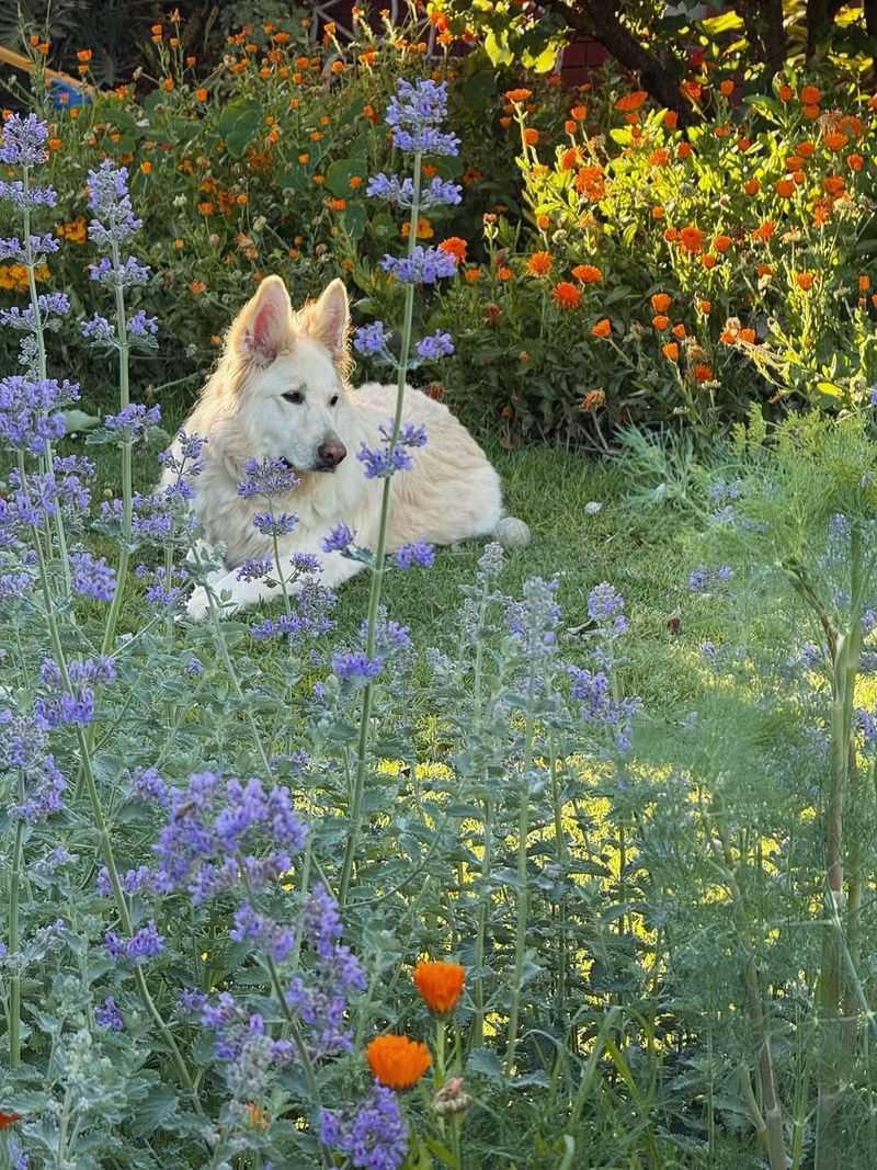 Height Matches Pet Body Level Perfectly