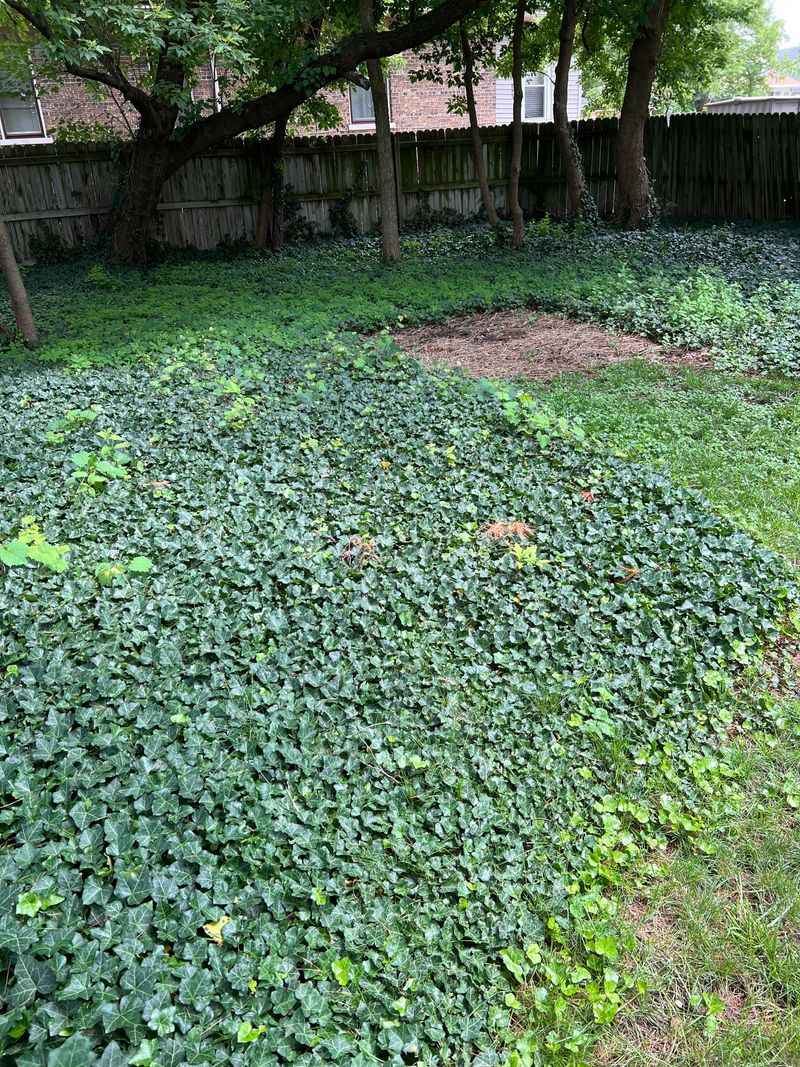 Ivy Retains Moisture That Ticks Need to Survive