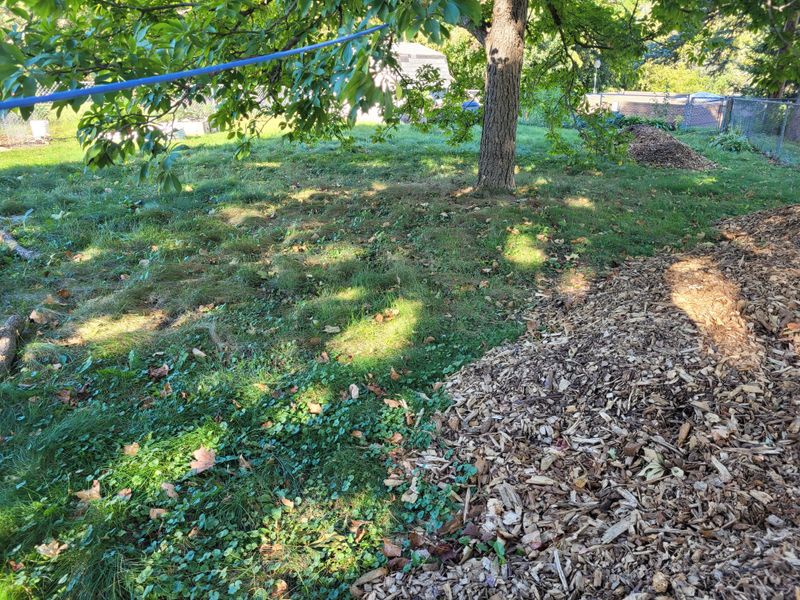 Fallen Leaves Smother Grass
