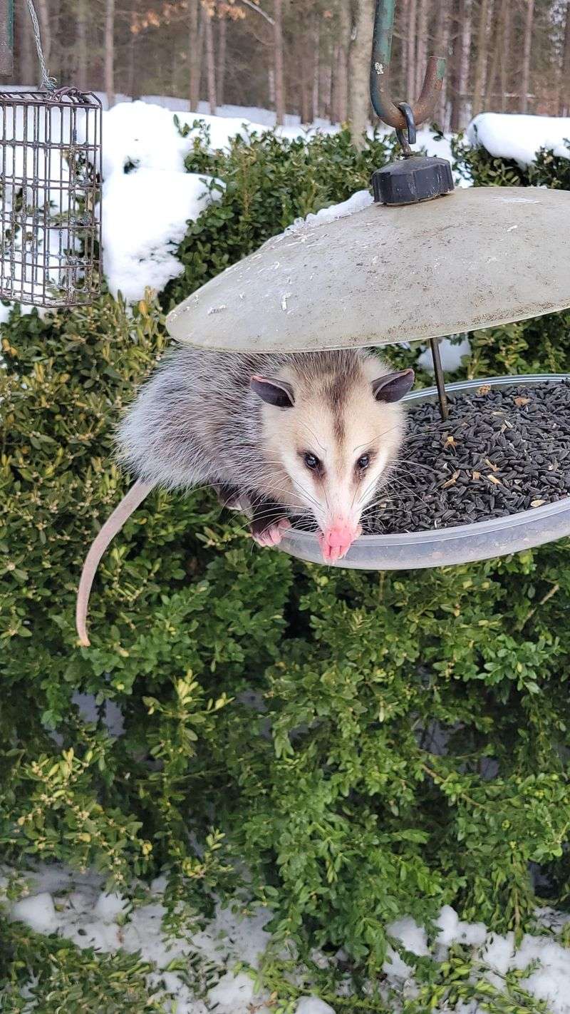 Attracts Unwanted Wildlife Visitors