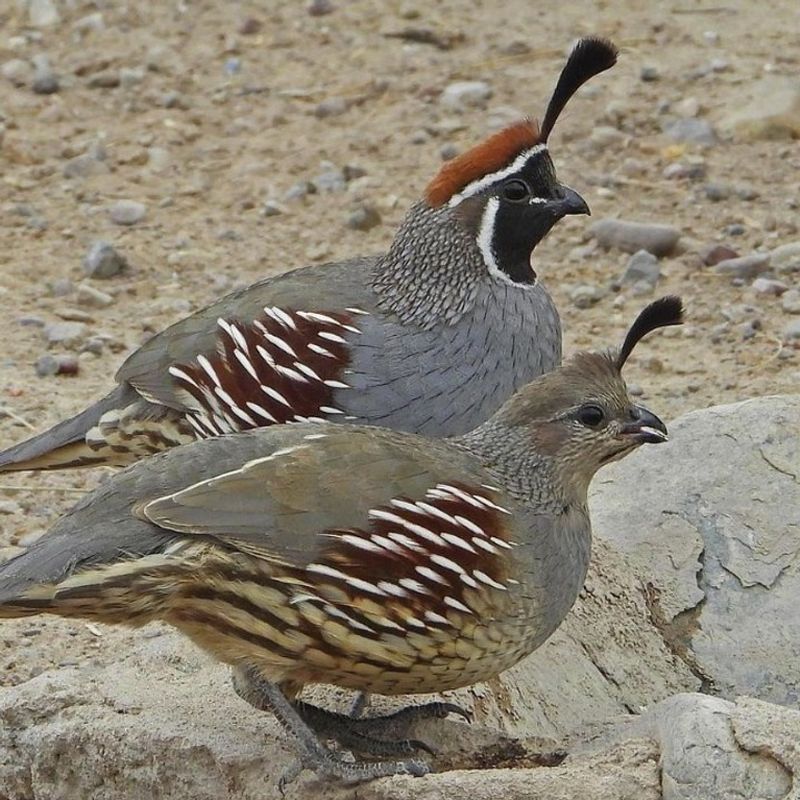 Gambel's Quail