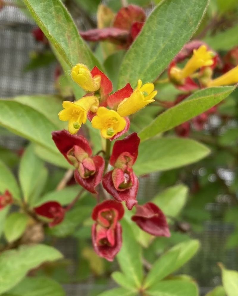 Southwestern Twinberry