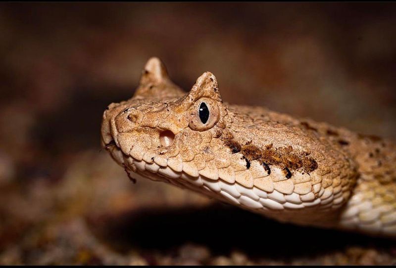 Sidewinder Rattlesnake