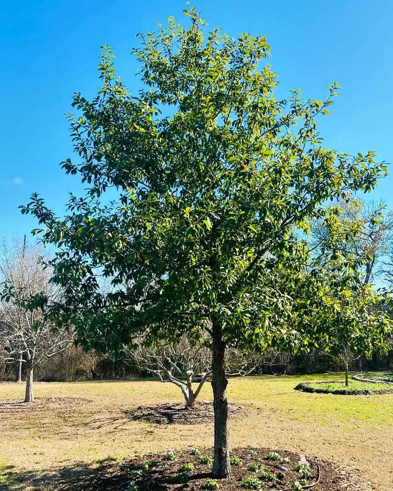 Monterrey Oak