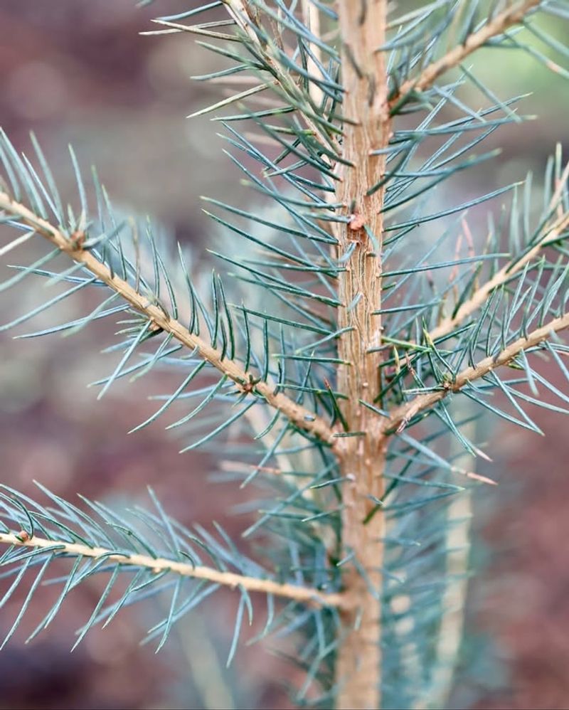Embrace Evergreen Conifers As Your Garden's Backbone