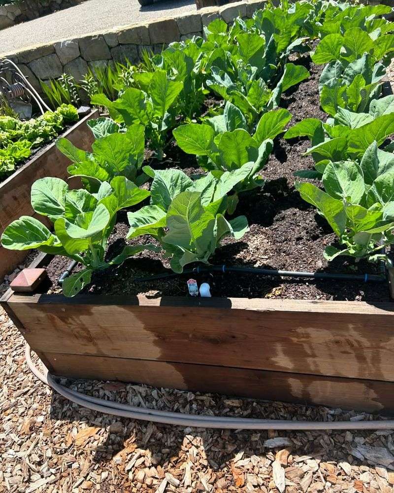 Adds Essential Organic Matter Affordably