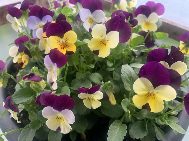 Violas