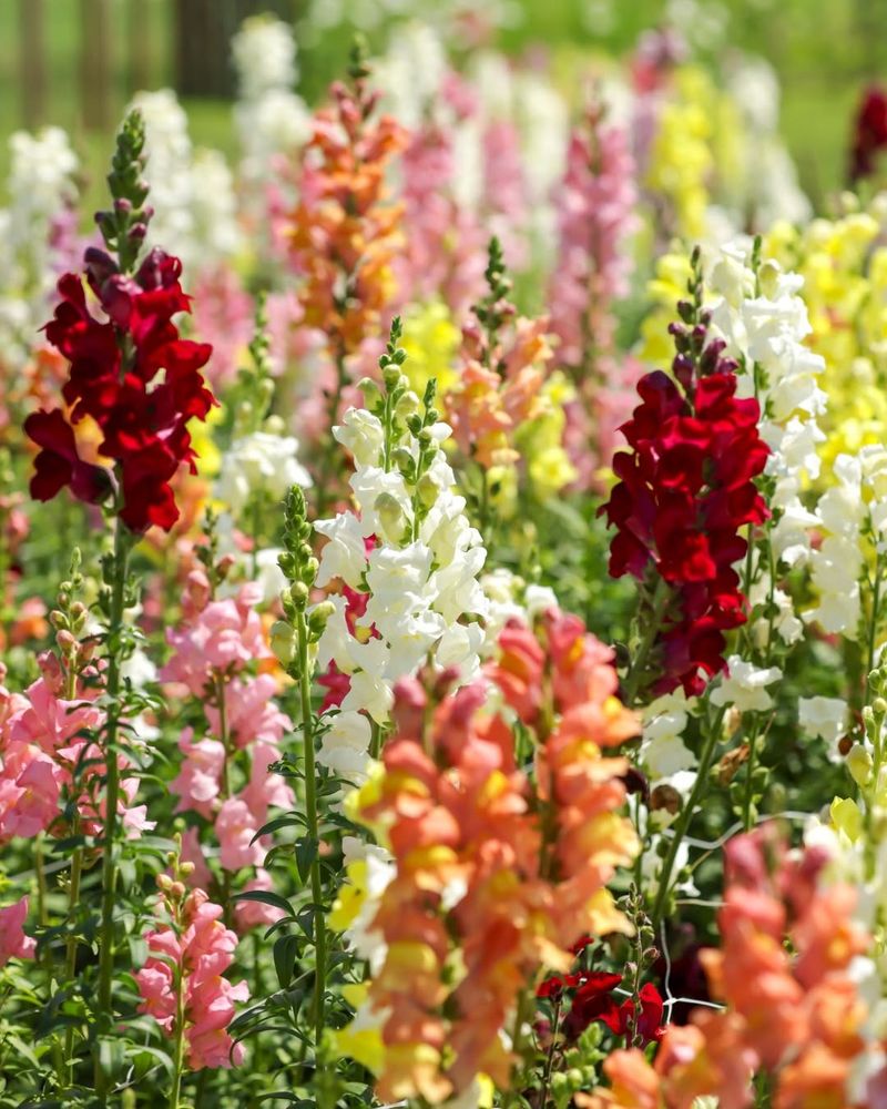 Snapdragons