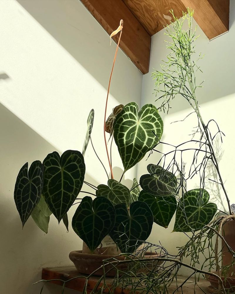 Anthurium Clarinervium