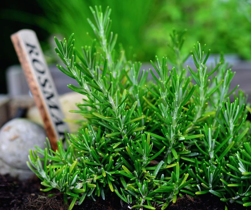 Indoor Herb Growing Aligns With Virginia's Eco-Friendly Home Movement