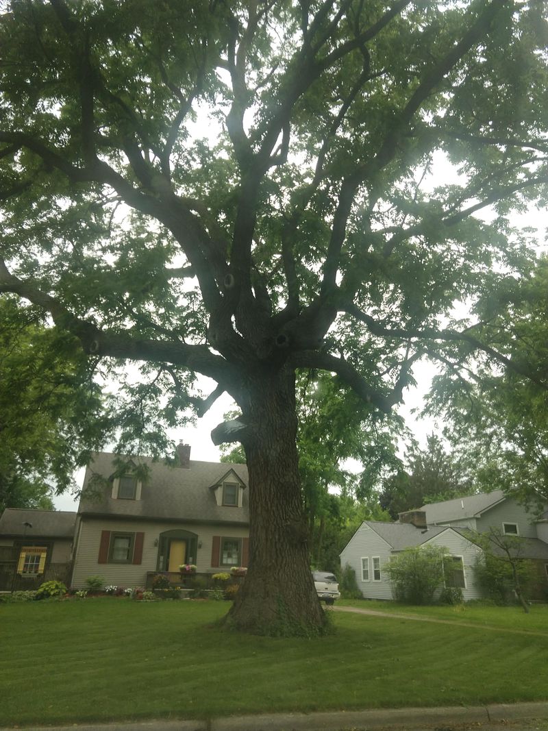 Property Value Concerns and Neighbor Relations