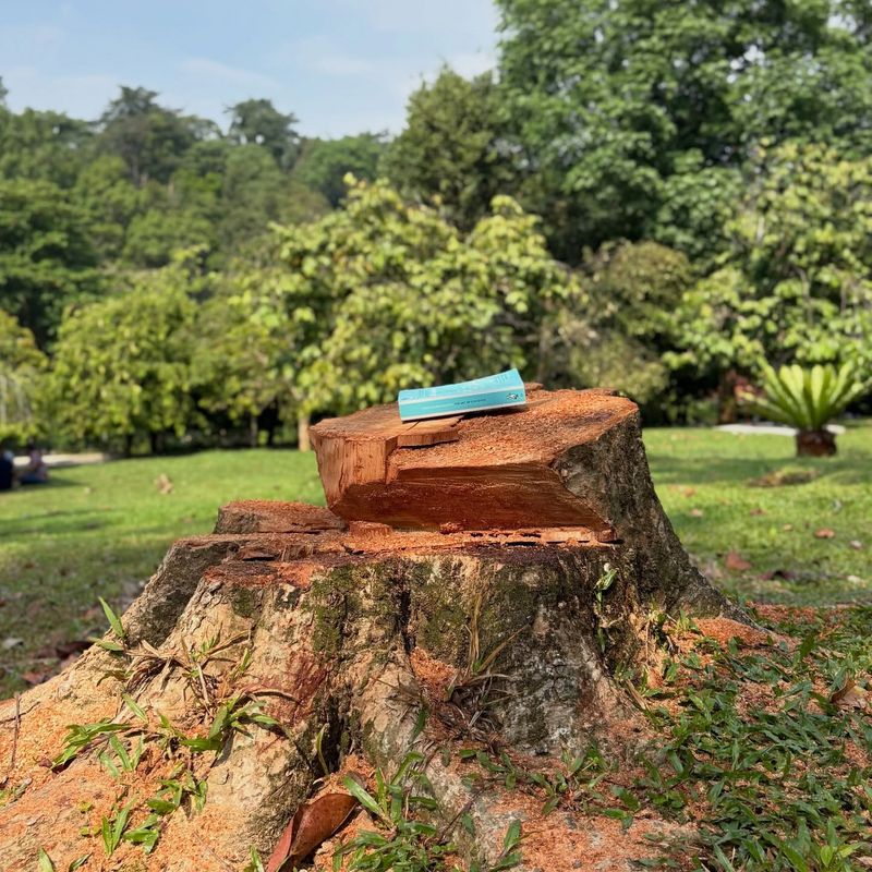 Cut Through The Major Roots