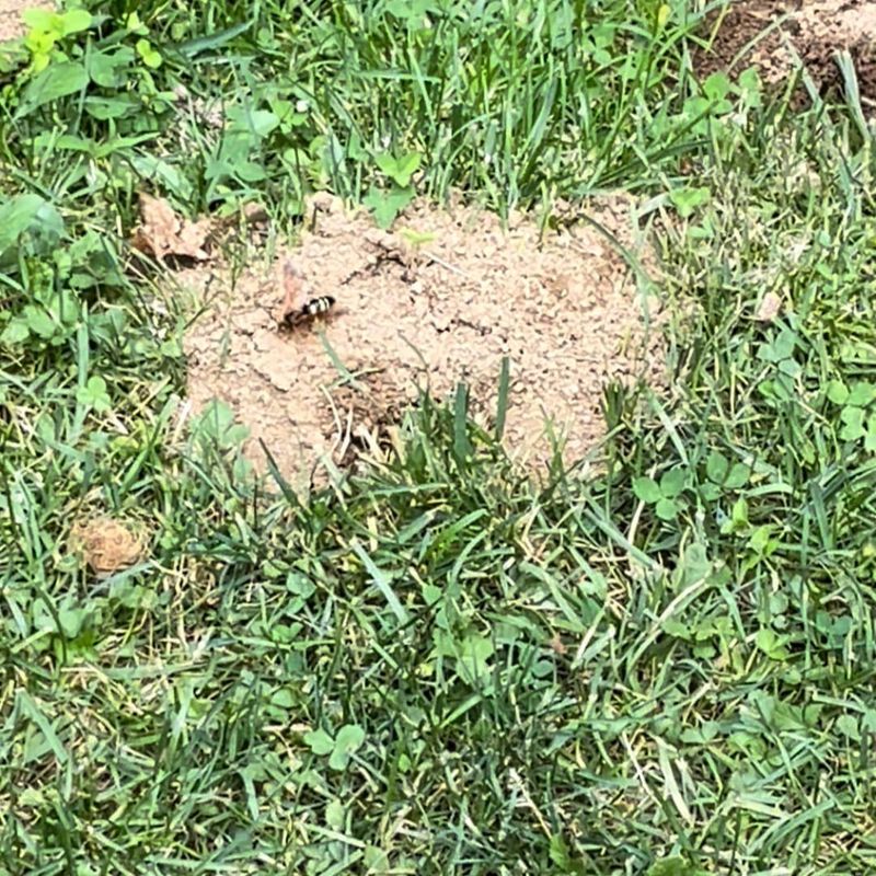 Cicada Killer Wasps Dig Impressive Burrows