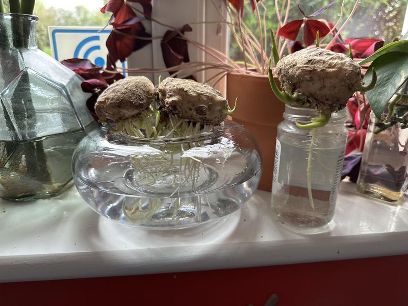 Cleaning and Inspecting Rhizomes Thoroughly