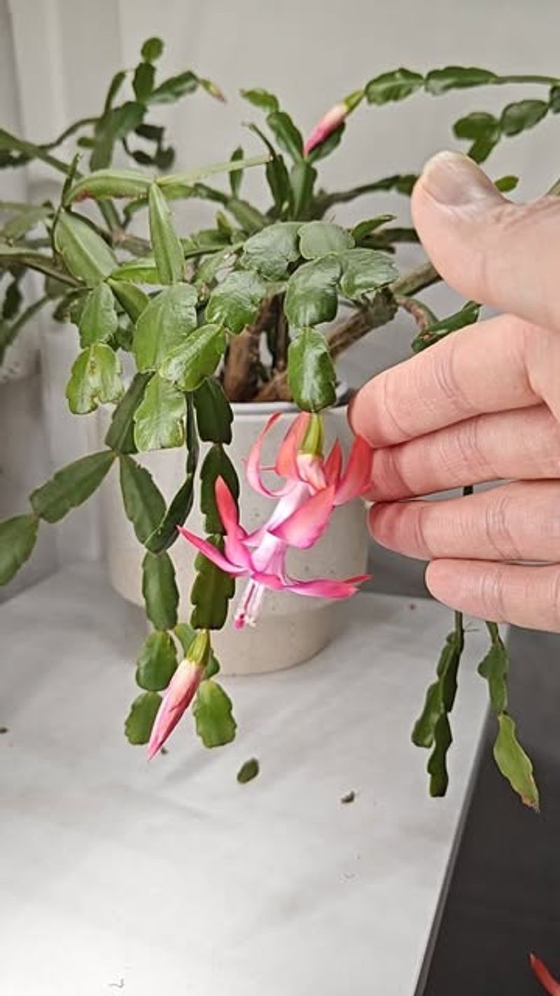 Cold Temperatures Will Harm Your Christmas Cactus