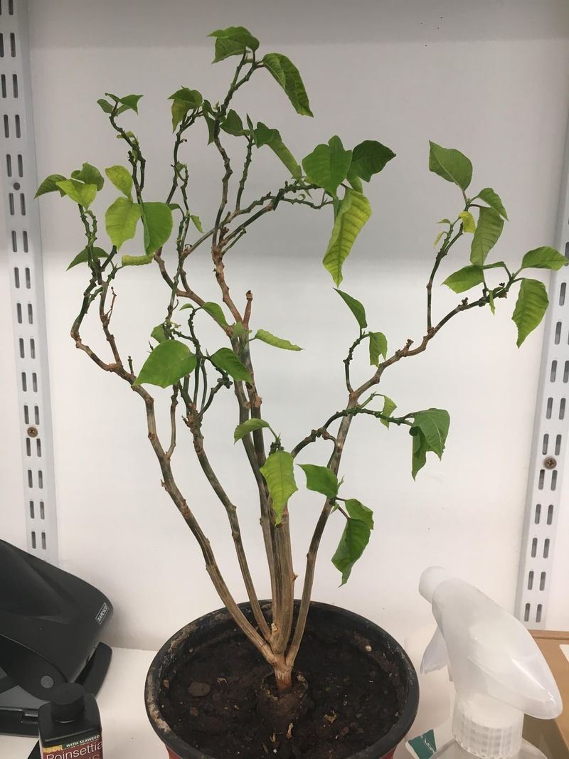 Cold Drafts From Air Conditioning Vents Spell Disaster