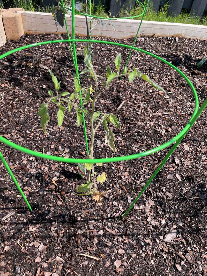 In Heavy Clay Soil Without Amendment