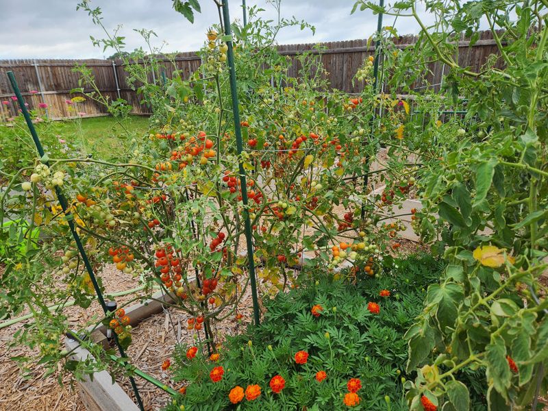 In Windy, Exposed Hilltops