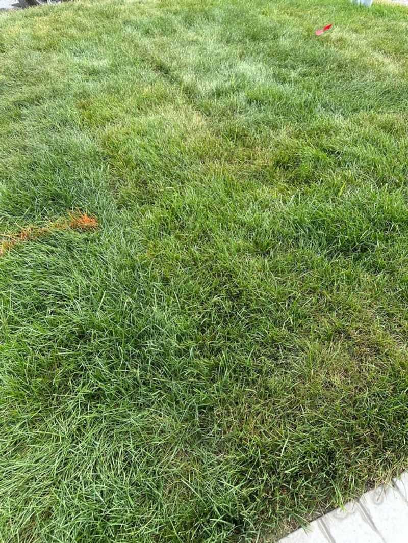 Reduces Unpleasant Odors From Pet Areas