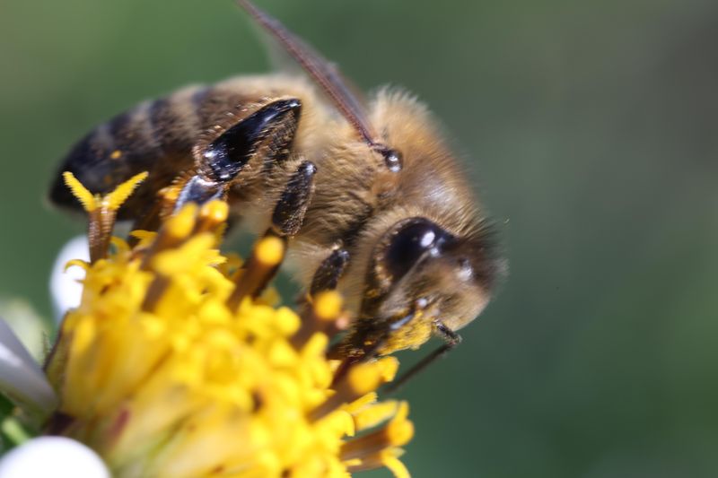 Monoculture Farming Practices