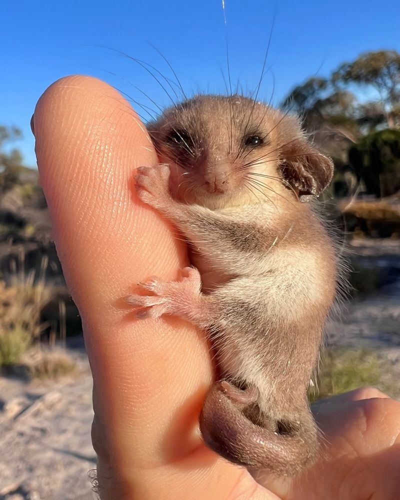 Temporary Visitors Not Permanent Residents