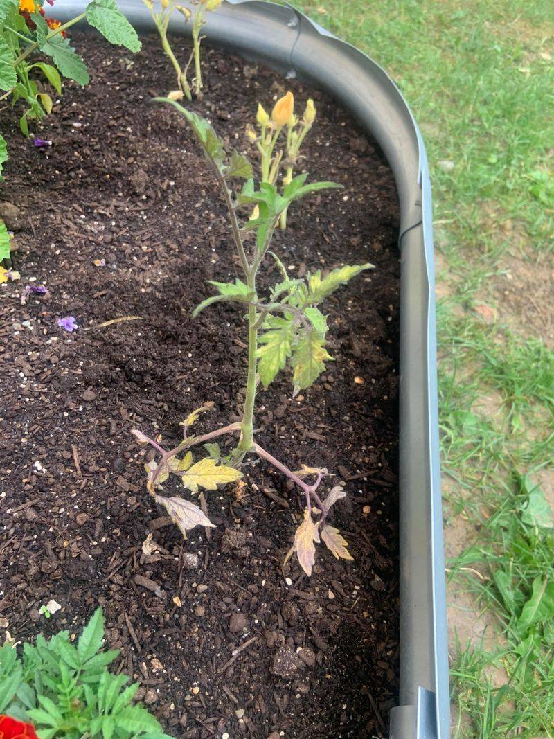 Energy Gets Wasted Instead of Building Strong Plants