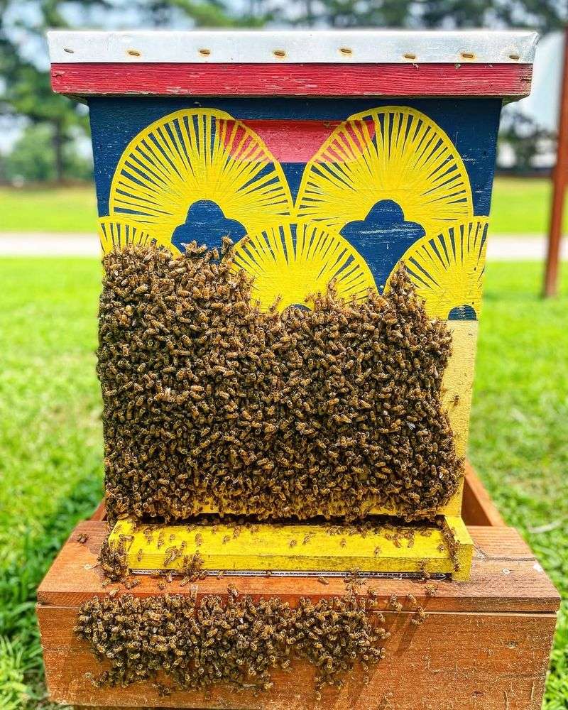 Monoculture Farming Reducing Food Diversity