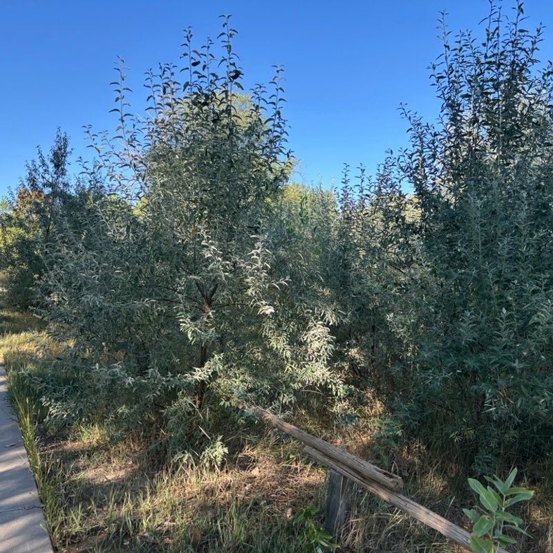 Russian Olive Trees