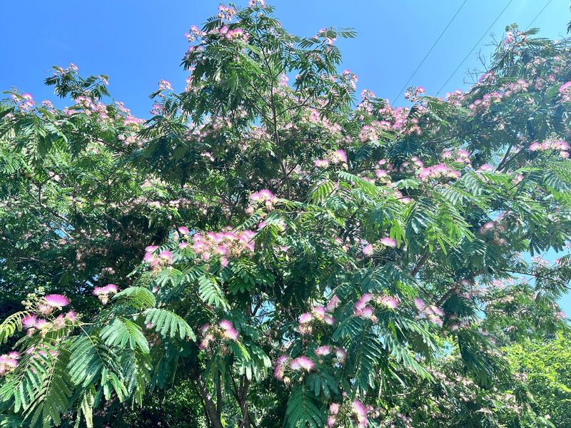 Mimosa Tree (Albizia julibrissin)