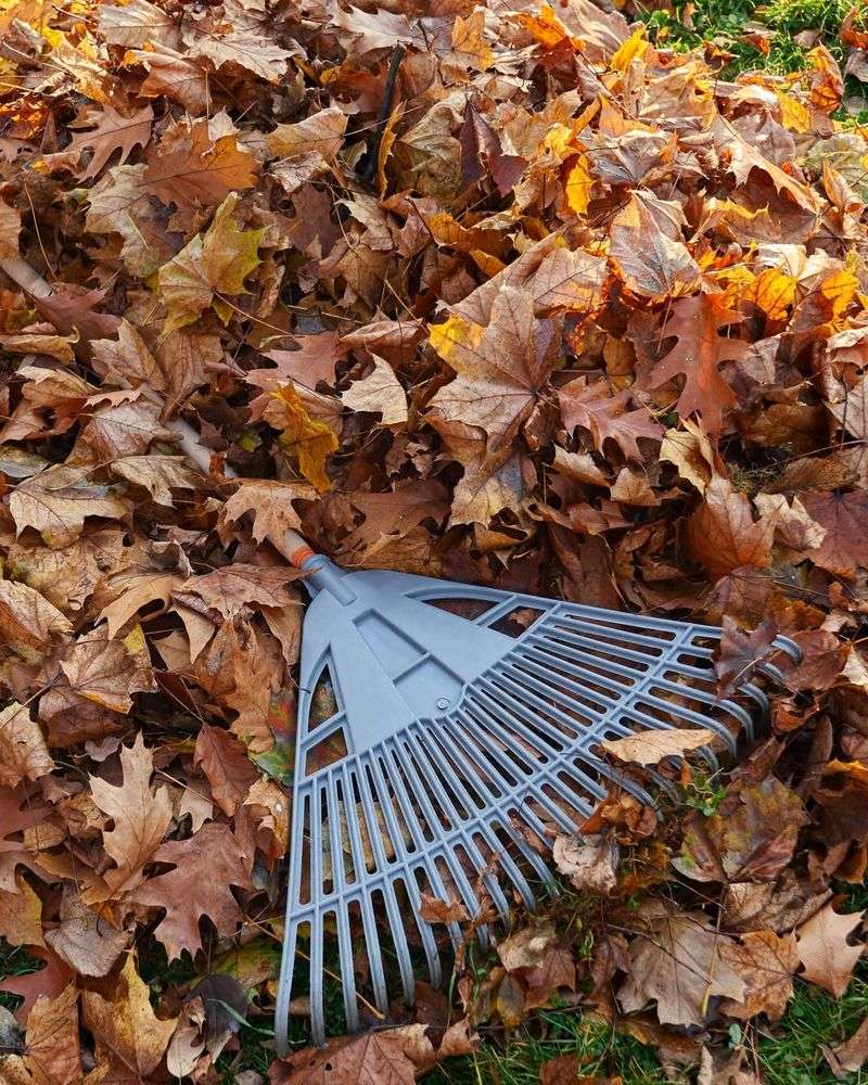 Clean Up Fallen Leaves