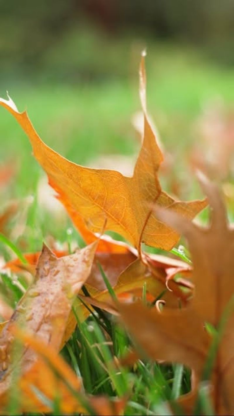 Rake And Compost Fallen Leaves