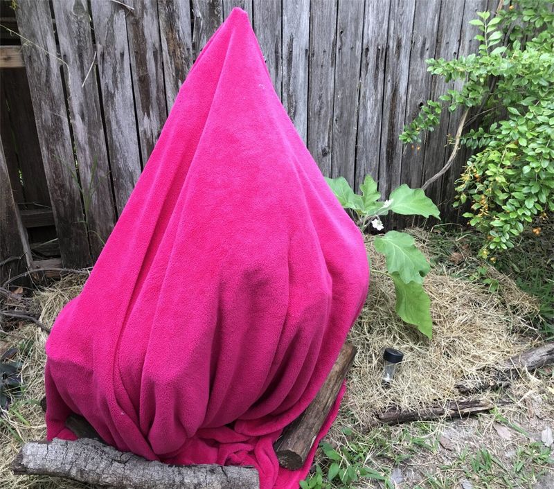 Protect Tender Plants From Frost