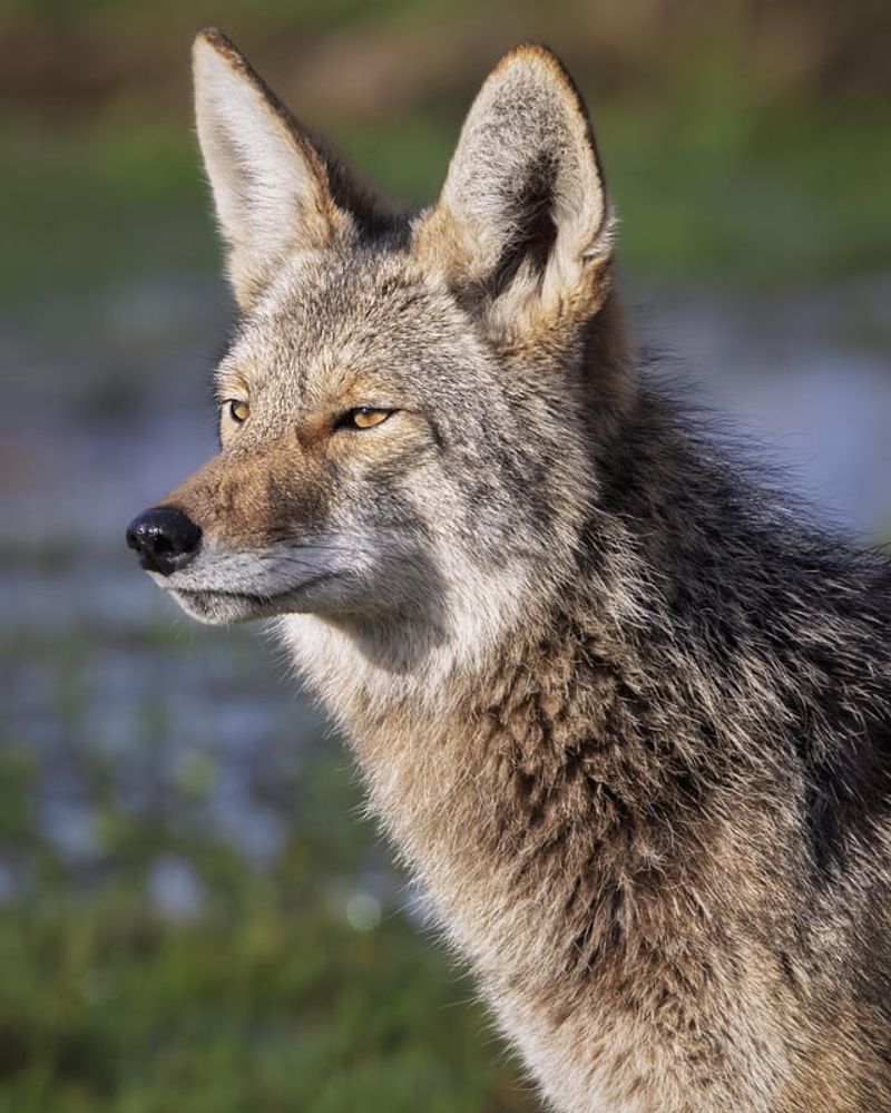 Avoid Approaching or Trying to Touch the Coyote