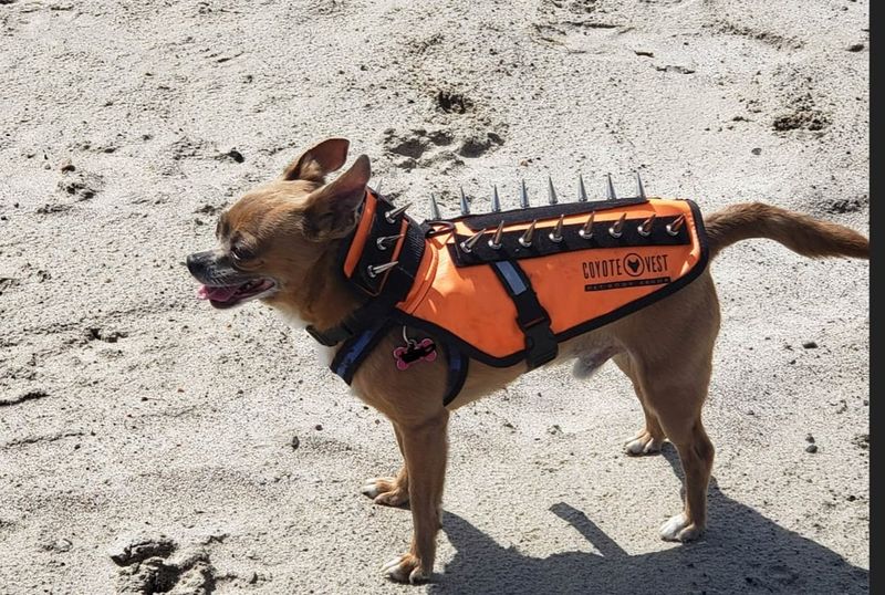 Never Leave Small Pets Unattended Outside