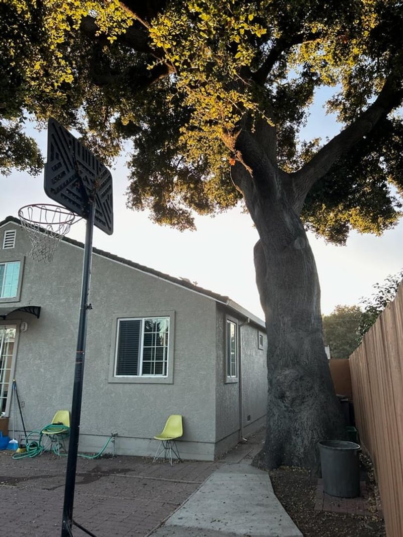 Homeowners Insurance Usually Covers Tree Damage