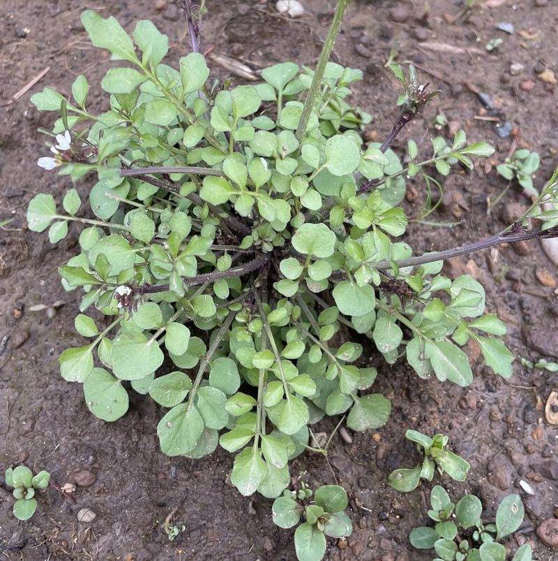 Contact Your HOA Or Local Code Enforcement