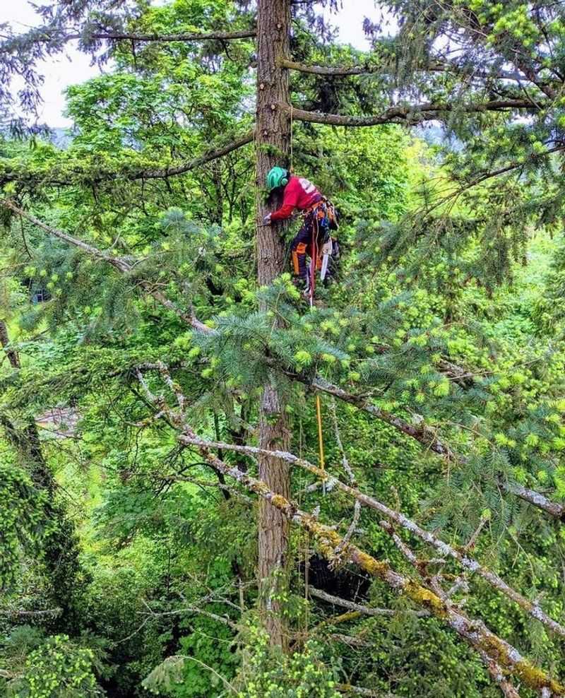 Professional Tree Services Can Provide Solutions And Expert Assessments