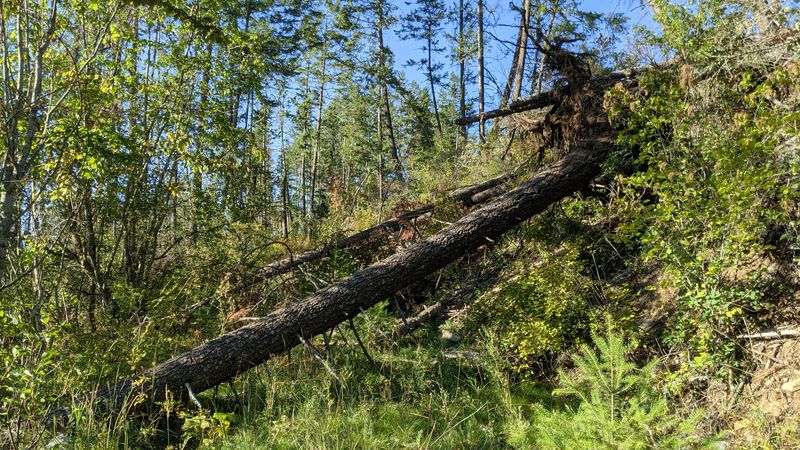 Your Homeowner's Insurance Coverage Options