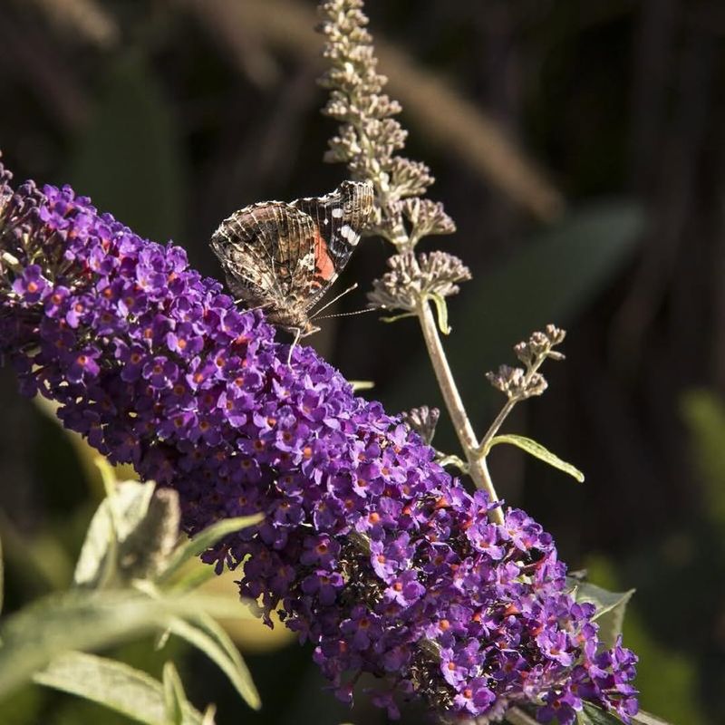 Butterfly Bush