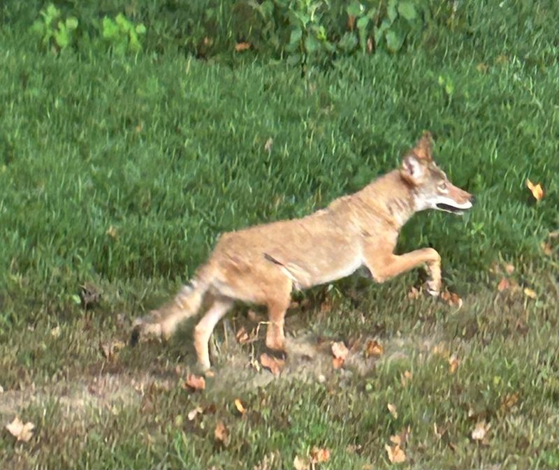 Avoid Leaving Pets Outside Unattended