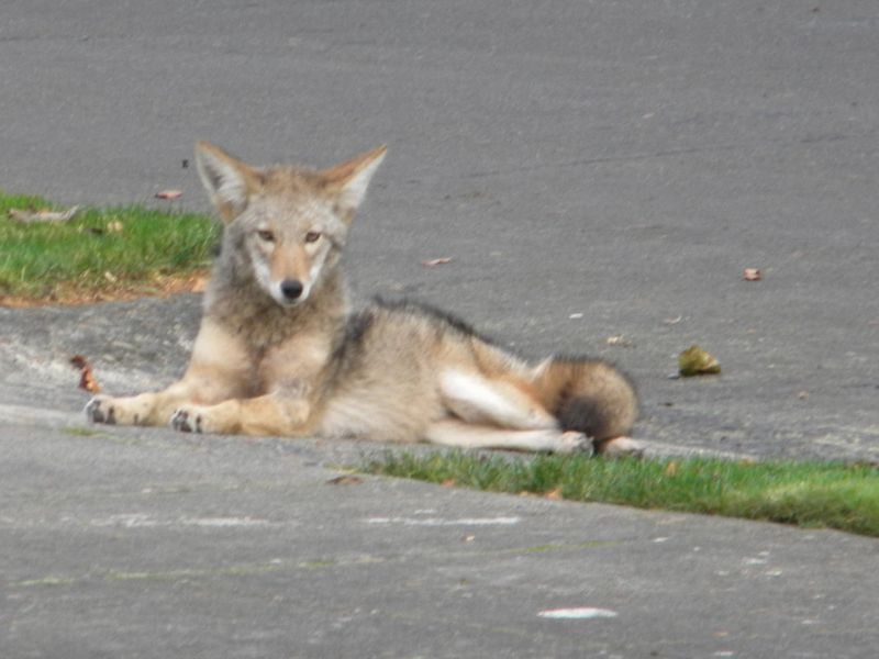 Avoid Leaving Children Or Small Pets Unattended