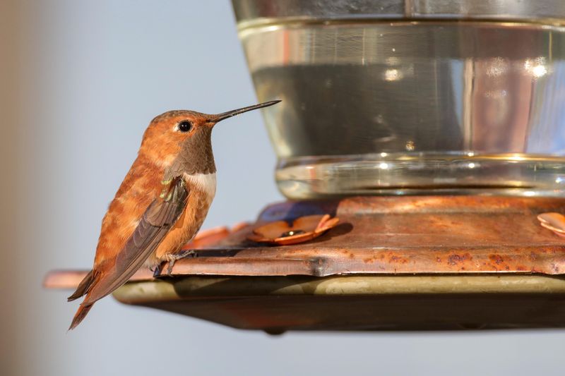 Consider Rare Late-Season Migrants