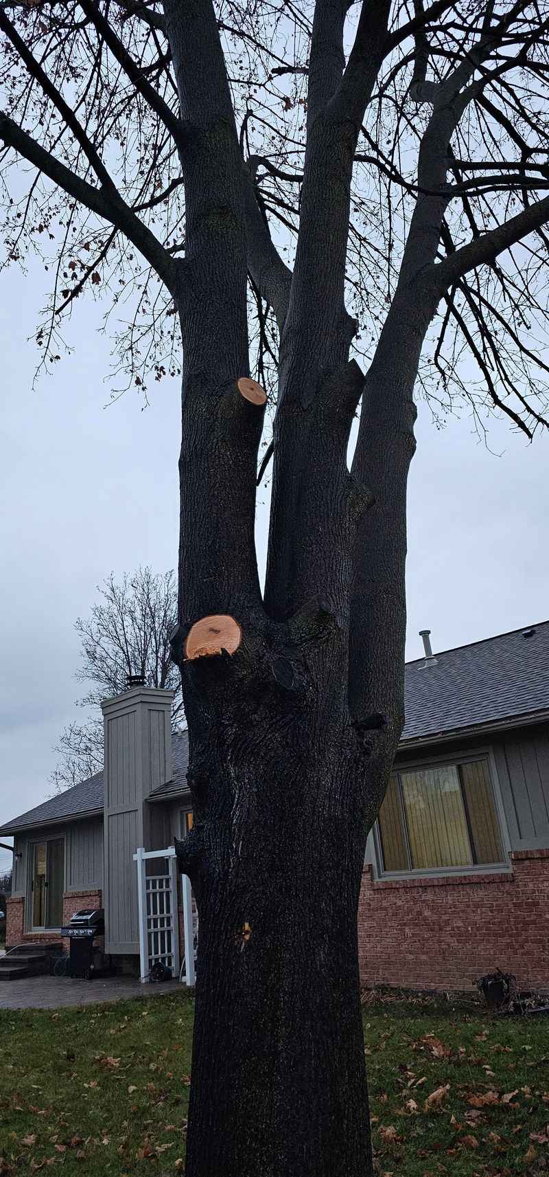 You Can't Trespass To Trim