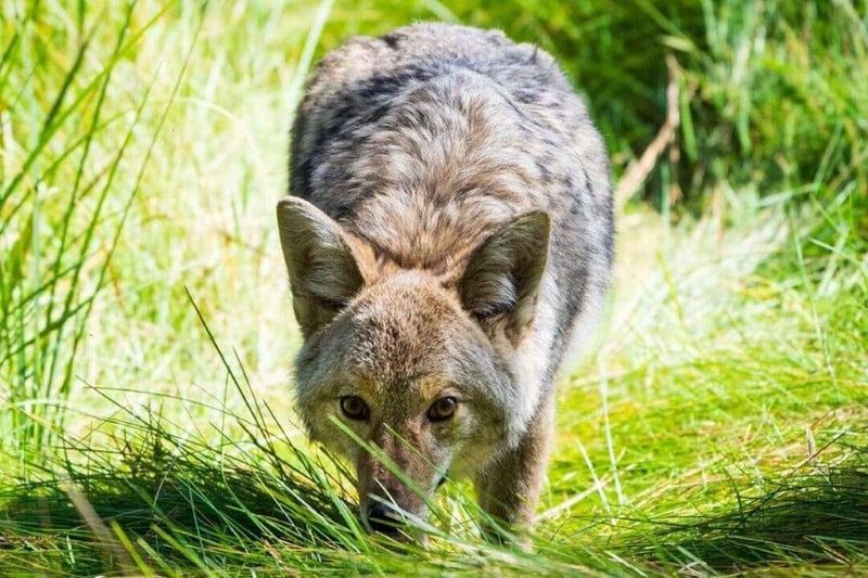 Avoid Feeding Or Approaching Coyotes