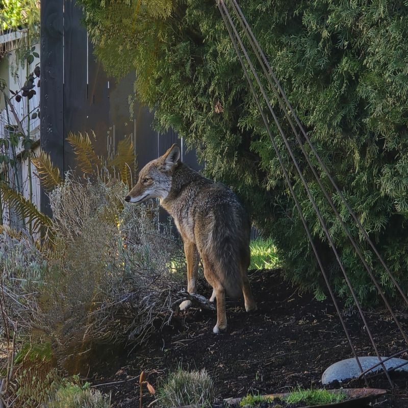 Don't Feed or Try to Befriend the Coyote