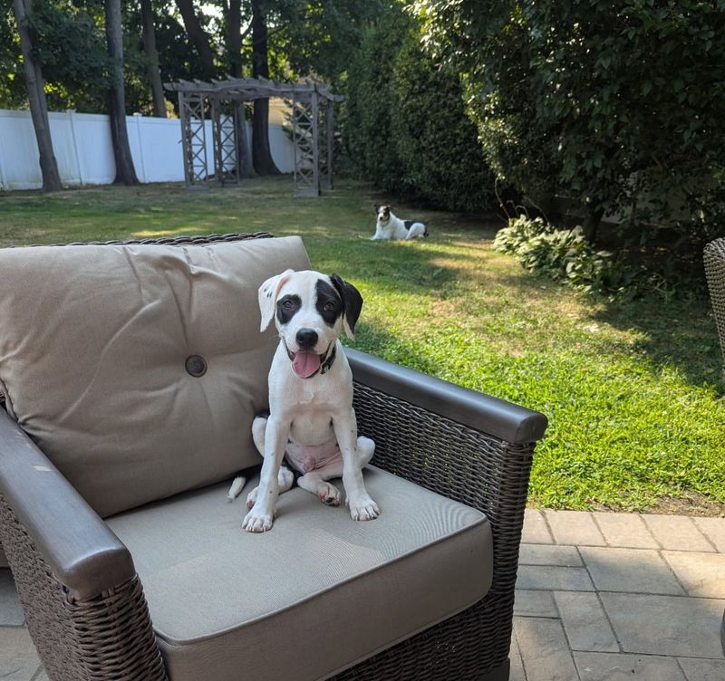 Don't Leave Small Pets Outside Unattended