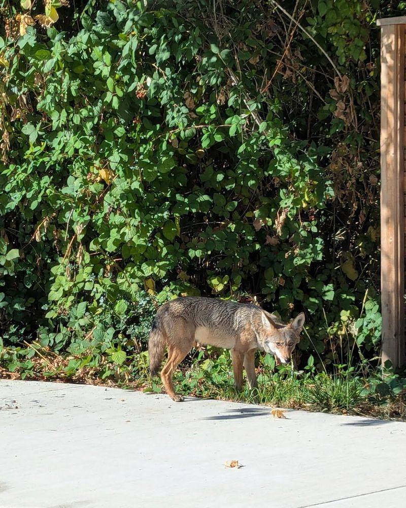 Don't Try to Feed or Approach Them