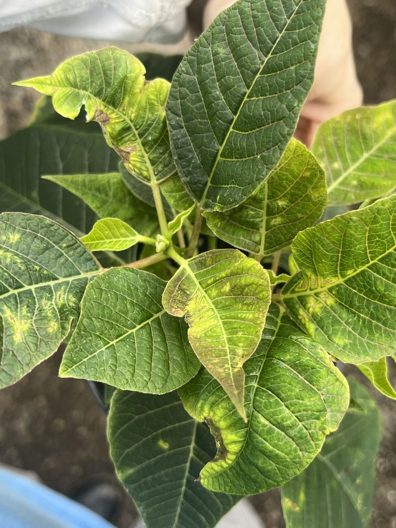 Heating Vents Dry Out Plants Faster Than You Think
