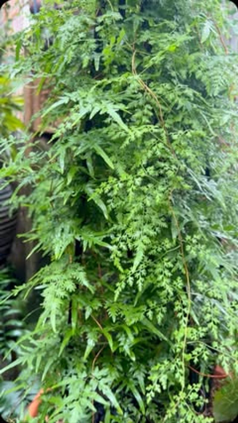 Lygodium Ferns