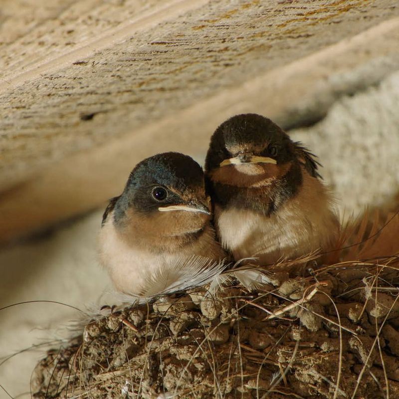 Barn Swallow (Hirundo rustica)